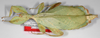 CollectionObject 1563800; f03091b7-cf20-40a5-bd1d-68a8327ff60a: copyright ZSMC, Munich. female, lateral view (holotype). (CollectionObject).