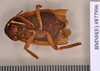 Holotype, female, ventral. BMNH(E)#877996. Depicts Periplaneta americana (Linnaeus, 1758), an Otu.