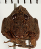 CollectionObject 1529880; NHRS 9354, 85f6fbd2-dd92-4107-94fd-0b082eba6321: female, frontal view (holotype). (CollectionObject).