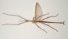 Lysicles Stål, 1877: copyright Paul D. Brock. male of Lysicles hippolytus [type species]. (Otu).