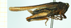 CollectionObject 1587014; 5f5a544e-d865-428b-bd40-d3d57e408cfc, NHMUK010924808: female, lateral view (syntype of Tettix convexus). (CollectionObject).