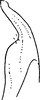 Stylus: !! display not done !! on Pithyotettix (Perotettix) pictus (Lethierry, 1880): Stylus. (Observation).