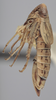 Habitus, lateral view on Athysanella (Amphipyga) nielsoni Blocker, 1990: Lateral. Paratype. (Observation).