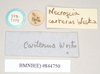 CollectionObject 1562007; bf9e0dbf-20a9-4e8b-ac10-07475d47ac89: copyright Natural History Museum, London. female, data labels of Necroscia carterus (syntype). (CollectionObject).