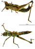 CollectionObject 1579439; CGMS<IH> ORT00196, 092c81e3-8c9d-4413-9c29-3fc2de02a993: female, A. dorsal, and B. lateral. (CollectionObject).