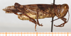 CollectionObject 1499469; afc865af-6d91-40e3-86c4-0e26787dcdd3: male, lateral view (holotype). (CollectionObject).