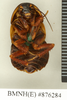 Sibylloblatta pustulata (Hebard, 1929): Copyright Natural History Museum, London. Holotype (adult male) in BM(NH). Ventral view. (Otu).
