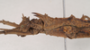 CollectionObject 1562096; NHMUK(SF IMPORT DUPLICATE) 845197, 56cb4537-0d46-4bce-8215-1ad3f1ce4115: copyright Natural History Museum, London. female: head and thorax, lateral view (holotype). (CollectionObject).