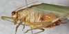 CollectionObject 1532999; ecca8201-7d9b-45dd-aeee-09f71d41b6b2: male, lateral view. (CollectionObject).