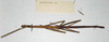 CollectionObject 1559008; d7ed3609-864b-4afc-877b-b5908eee10c1: copyright ANSP. female of synonym Bactridium grande (holotype). (CollectionObject).