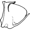 Pygofer, lateral view on Apheliona bioculata (Melichar, 1903): Pygofer, lateral view. (Observation).