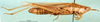 CollectionObject 1501503; 92e5c15f-41db-4f00-95e2-296a57decaff, DORSA BA000362S01: female, lateral view (holotype of Platypterna obtusa). (CollectionObject).