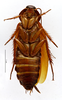 CC BY-NC-ND 4.0/MNHN - Depraetere Marion - 2014. Non type, male. Specimen number: MNHN-EP-EP933. http://coldb.mnhn.fr/catalognumber/mnhn/ep/ep933. Depicts CollectionObject 1587384; MNHN(SF IMPORT DUPLICATE) MNHN-EP-EP933, 2fb15d54-7161-451a-9645-be7c6f21875b, a CollectionObject.