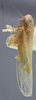 Habitus, lateral view: Lateral. (Observation).