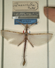 CollectionObject 1557035; NMW 980, c7130ecd-8b5a-44ea-950f-8968d75bec08: copyright NMW, Vienna. male (holotype). (CollectionObject).