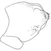 Pygofer, lateral view on Fagocyba cruenta (Herrich-Schäffer, 1838): Pygofer, lateral view. (Observation).