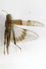 CollectionObject 1528997; 2d4d6c1f-ab6d-4823-b5b5-fe97daa60157: female, dorsal view (holotype). (CollectionObject).