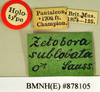CollectionObject 1552985; 9157f4b1-4217-414c-b878-94c14f0eb0f8: Copyright Natural History Museum, London. Labels from holotype (adult male) in BM(NH). (CollectionObject).