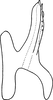 Aedeagus, lateral view on Erythridula praecisa (Knull, 1946): Aedeagus, lateral view. (Observation).