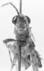 CollectionObject 1524865; 4003504b-c814-44e8-9574-2fa34cf485a1: male, frontal view (holotype of Nicarchus enyalius). (CollectionObject).