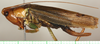 CollectionObject 1544463; 62d01db0-c482-4d6c-a4fc-d35b9f824f05: female, lateral view. (CollectionObject).