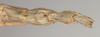 Clonaria inconspicua (Brunner von Wattenwyl, 1907): copyright St. Petersburg. female, end of abdomen, ventral view (syntype). (Otu).