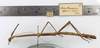 CollectionObject 1557604; 010af296-0f5f-4d9e-863f-b375ba5854b5: copyright MZUSP. female of synonym Canuleius affinis, lateral view (holotype). (CollectionObject).