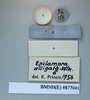 CollectionObject 1552798; NHMUK(SF IMPORT DUPLICATE) BMNH(E) 877041, 2e0edc09-cf50-40e2-bfe0-165e48546dc2: Copyright NHM, London. Holotype male of synonym Epilampra isochroma, reverse of data labels. (CollectionObject).