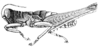 Opaonella tenuis Hebard, 1923: Pl. 17, Fig. 5 (after type). male, lateral view. (Otu).