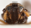 Head on Caenodelphax teapae (Fowler, 1905): (Observation).