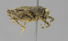 CollectionObject 1523457; d602ccb9-c57e-4340-96bf-37113c9de14a: female, lateral view (holotype). (CollectionObject).