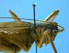 CollectionObject 1539168; UVCO 20714, 5f959802-a3c7-4a70-9be7-3c3d52a2d5f9: MUSENUV - 20714. female pronotum, lateral view. (CollectionObject).
