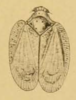 Habitus, dorsal view: (Observation).