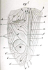 Pl. VIII, Fig. 29. male tegmen. Depicts Gryllus (Gryllus) assimilis assimilis (Fabricius, 1775), an Otu.