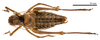 CollectionObject 1475982; f7f33ea0-a106-426e-9e61-58b3fc1898cb: male, dorsal view (holotype). (CollectionObject).