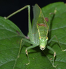 male, frontal view. Depicts Microcentrum retinerve (Burmeister, 1838), an Otu.