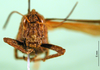 CollectionObject 1589385; a1483792-a9fe-4fda-9b43-9aaf7ede8871: female, frontal view (paratype). (CollectionObject).