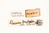 CollectionObject 1537339; 61d365f1-11bd-44b2-ab9d-920770231826: male, labels (syntype #2). (CollectionObject).
