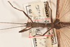 CollectionObject 1560107; 7d1b080d-7a82-463c-9605-b374e86a40cf: copyright OUMNH. male: head & thorax, dorsal view (syntype). (CollectionObject).