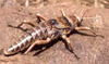 Agathemera crassa (Blanchard, 1851): copyright, A. Camousseight. female in nature. (Otu).