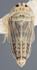 Habitus, dorsal view on Athysanella (Athysanella) kanabana Ball & Beamer, 1940: Dorsal - Male. (Observation).