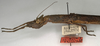 CollectionObject 1560105; NMW 985, 548c566d-9a9b-4a49-a0fb-bc489da6b5fb: copyright NMW, Vienna. female: head and thorax, lateral view (lectotype). (CollectionObject).