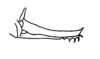 Ceuthophilus (Geotettix) alpinus Scudder, 1894: Fig. 177. female ovipositor. (Otu).