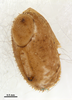 CollectionObject 1582172; MZSP MZSP 175, 5cbc6a58-0847-4f50-af37-453a0b9a5120: copyright MZSP. egg, operculum. (CollectionObject).