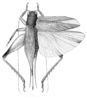 Aphonomorphus (Aphonomorphus) tenebrosus Hebard, 1928: Pl. 27 fig. 1 (after type). female, dorsal view (body length 18.2 pronotum 3.8 ovipositor 13.3mm). (Otu).