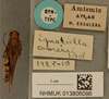 CollectionObject 1586920; 31c6e928-1c0e-4893-a675-88ec92e98b6d: female, dorsal view, labels (syntype). (CollectionObject).;CollectionObject 1586921; 67a1bd70-2272-45a4-8779-9e1c6a292485: female, dorsal view, labels (syntype). (CollectionObject).