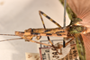 CollectionObject 1562011; d0fd38b0-812a-4732-b437-3bae1f4bbb2a: copyright OUMNH. female: head 7 thorax, lateral view of Necroscia erechtheus (syntype). (CollectionObject).