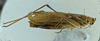 CollectionObject 1531740; f68327ca-8155-4336-993d-e861b2110419: male habitus, lateral view (syntype). (CollectionObject).