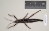 CollectionObject 1557072; NHMUK(SF IMPORT DUPLICATE) 845249, d89acbe1-ff80-426a-ad9f-56a614126646: copyright Natural History Museum, London. female of Anisomorpha paromalus (paralectotype). (CollectionObject).