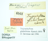 CollectionObject 1500871; 11def069-6669-4611-8caa-98a04d7053e0, MfN 6561: female (holotype), labels. (CollectionObject).